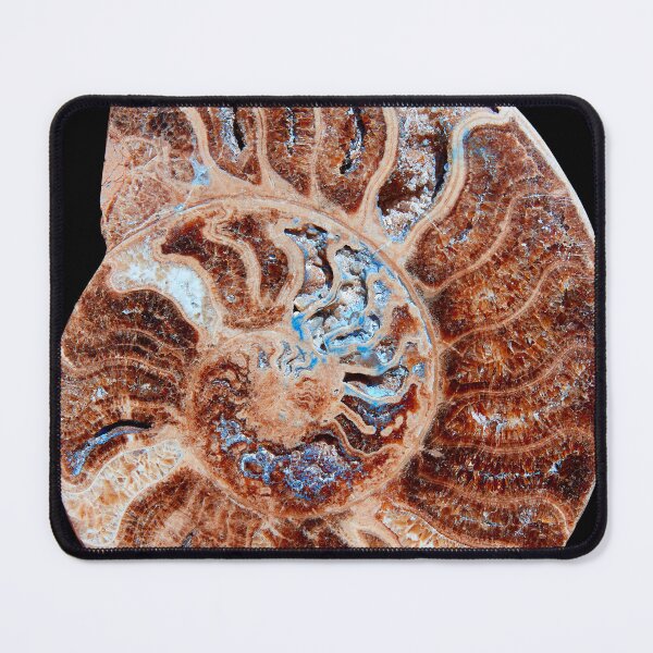 Item preview, Ammonites fossil snail designed and sold by Lefteris Betsis.