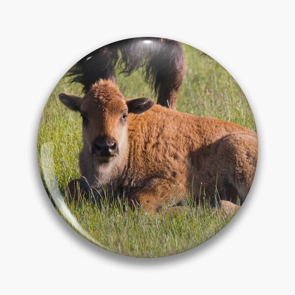 Item preview, Newborn Bison Calf in Yellowstone National Park designed and sold by Gilby-Designs.