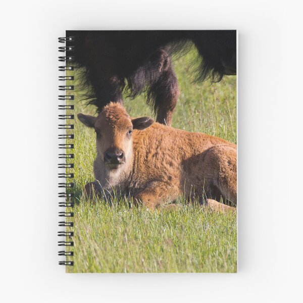 Item preview, Newborn Bison Calf in Yellowstone National Park designed and sold by Gilby-Designs.