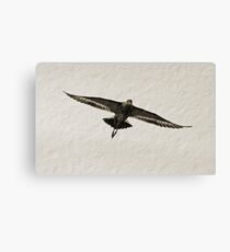 Hovering Canvas Print