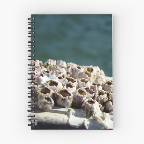Item preview, Barnacles! designed and sold by AGODIPhoto.