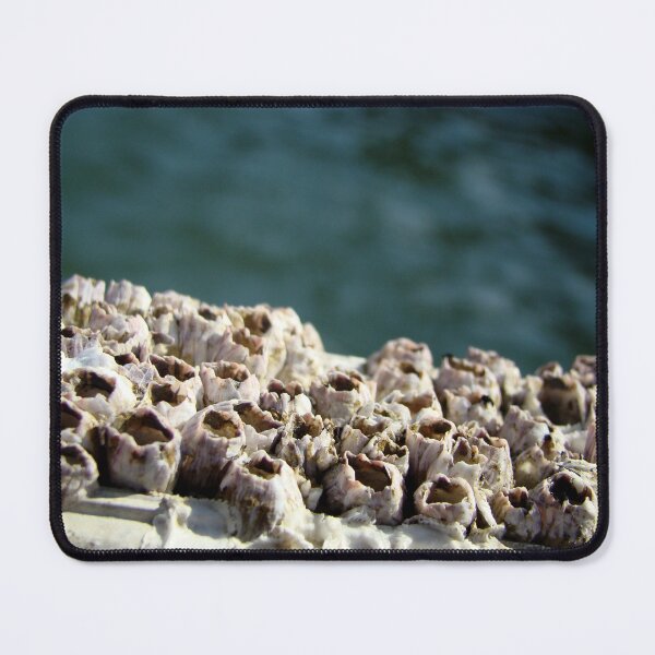 Item preview, Barnacles! designed and sold by AGODIPhoto.