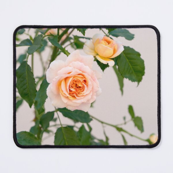Item preview, Fragrant Rose Blooms in Pale Pinkish Orange designed and sold by Georgia Mizuleva.