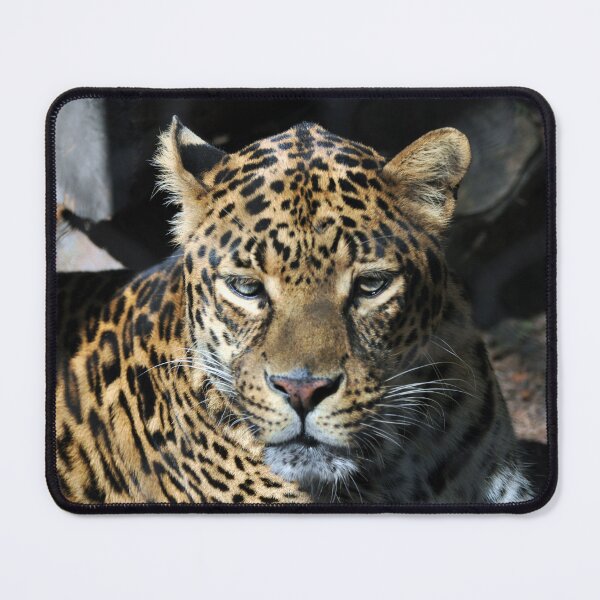 Item preview, Close-up Jaguar designed and sold by Savannah Gibbs.