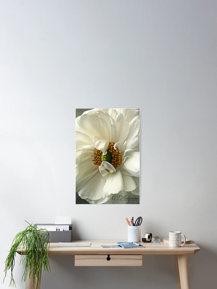Thumbnail 2 of 3, Poster, Remarkable Ranunculus designed and sold by CJ Anderson.