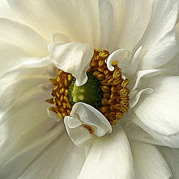 Artwork thumbnail, Remarkable Ranunculus by CJ Anderson
