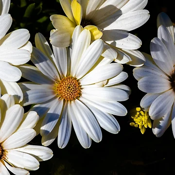 Artwork thumbnail, Flower cluster by Ralph Goldsmith