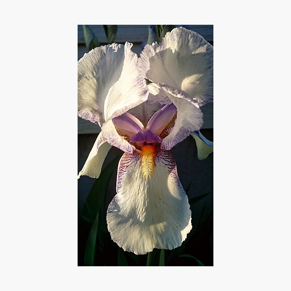 Item preview, Orchid  designed and sold by OnigiriSuiko.