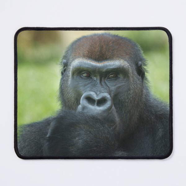 Item preview, Adorable Thumb-Sucking Gorilla Seeks a Loving Home! designed and sold by rawshutterbug.