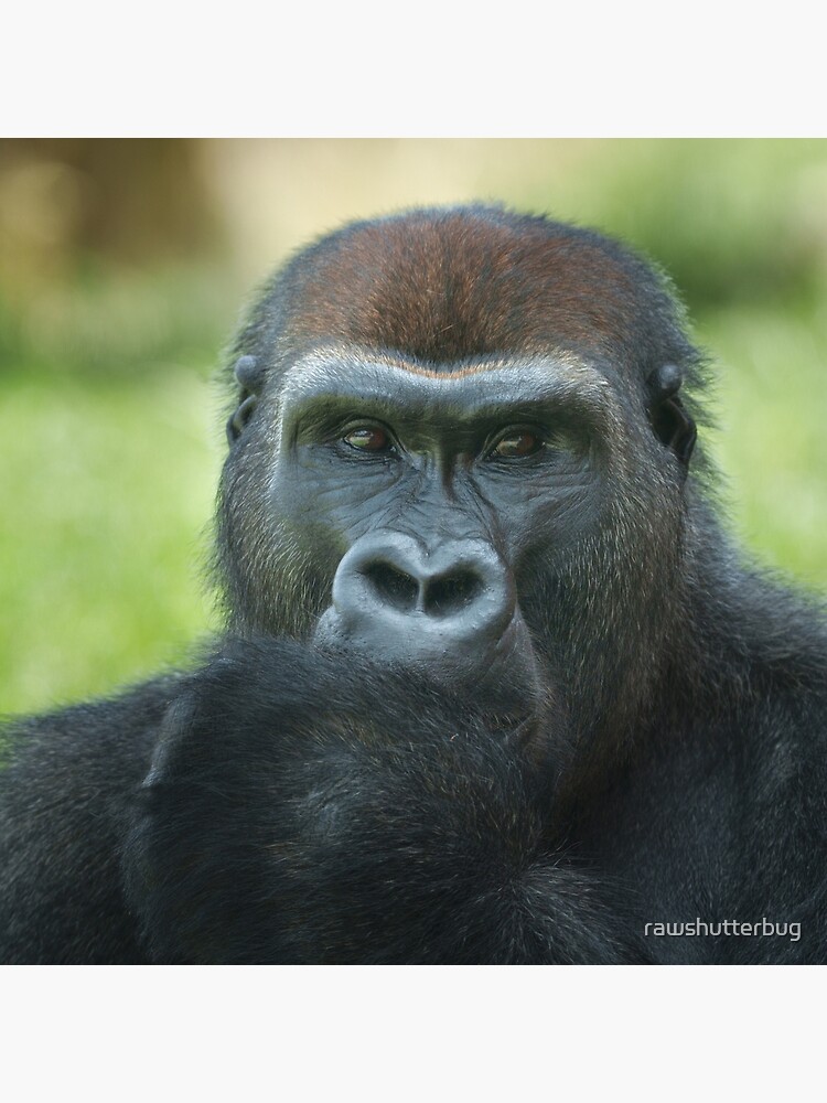 Throw Pillow young gorilla sticking up its middle finger 