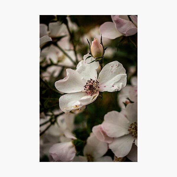 Item preview, Blossoming designed and sold by JMBriggs.