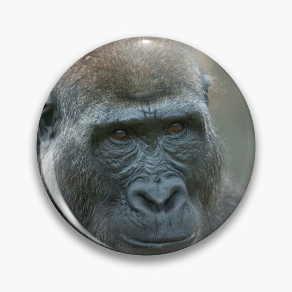 Item preview, Shufai: A Curious and Mischievous Gorilla designed and sold by rawshutterbug.