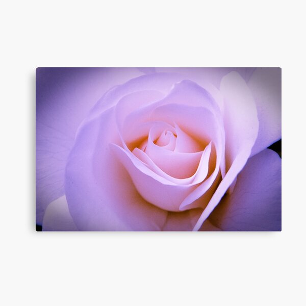 Rose detail Canvas Print