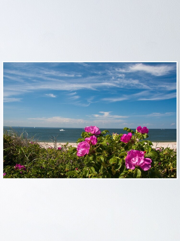 Thumbnail 2 of 3, Poster, Nice flowers at Cedar Beach, Mount Sinai, NY designed and sold by jaymorena.