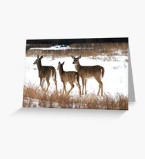 A Group of Three Greeting Card