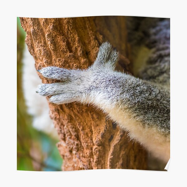 on koala holding to eucalypt tree" Poster by |