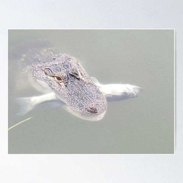 Item preview, Alligator Is Proud Of His Catch designed and sold by bigPapafl.