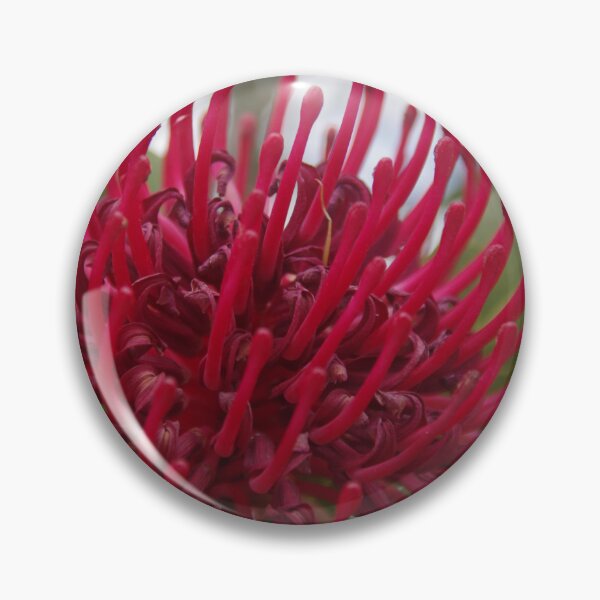 Item preview, Waratah telopea designed and sold by lezvee.