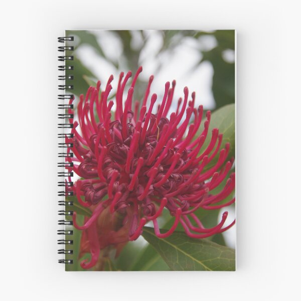 Item preview, Waratah telopea designed and sold by lezvee.