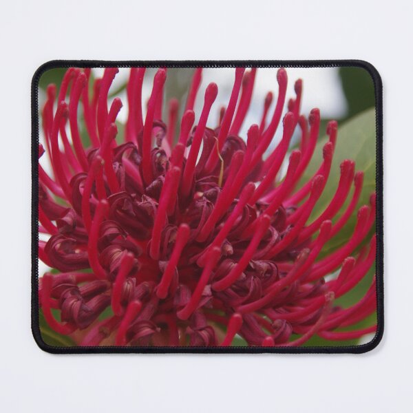 Item preview, Waratah telopea designed and sold by lezvee.