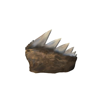 Artwork thumbnail, Cow Shark Tooth by Reeseworks
