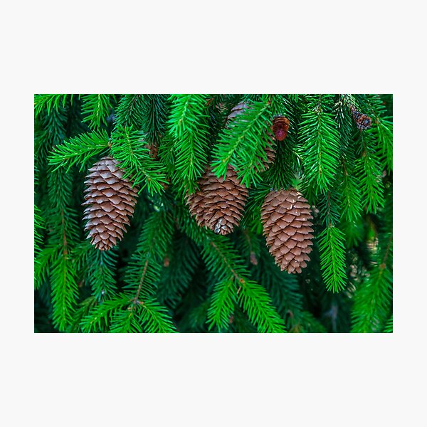 Item preview, Pine Tree and Pine Cones, Nature Canvas, © DAM Creative, designed and sold by DAM Creative ⭐⭐⭐⭐⭐.