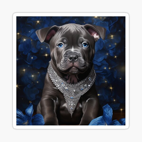 American bully jacket best sale