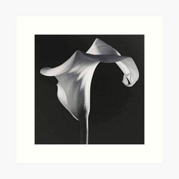 Item preview, Robert Mapplethorpe 'Calla Lily' designed and sold by SabaipoRtlan.