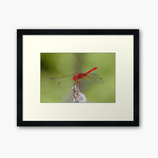 Scarlet Percher Dragonfly Framed Art Print