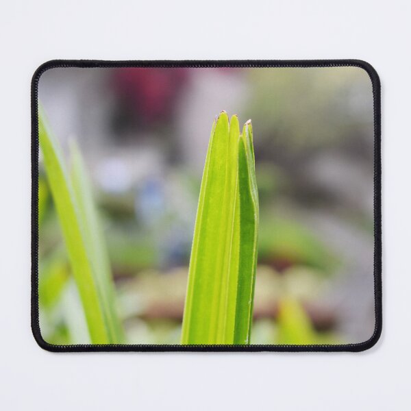 Item preview, Snap of beautiful decorative Plant designed and sold by Rav33822.