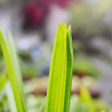 Vorschaubild zum Design Snap of beautiful decorative Plant von Rav33822