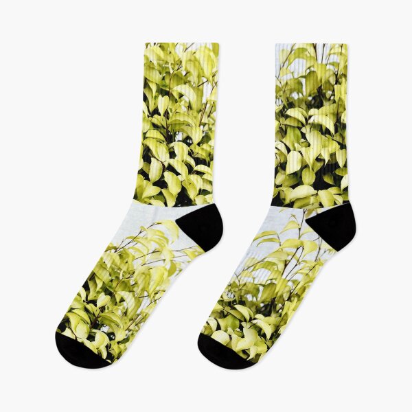 Item preview, Snap of beautiful decorative Plant designed and sold by Rav33822.