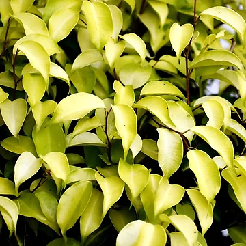 Vorschaubild zum Design Snap of beautiful decorative Plant von Rav33822