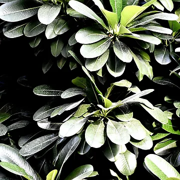 Vorschaubild zum Design Snap of beautiful decorative Plant von Rav33822