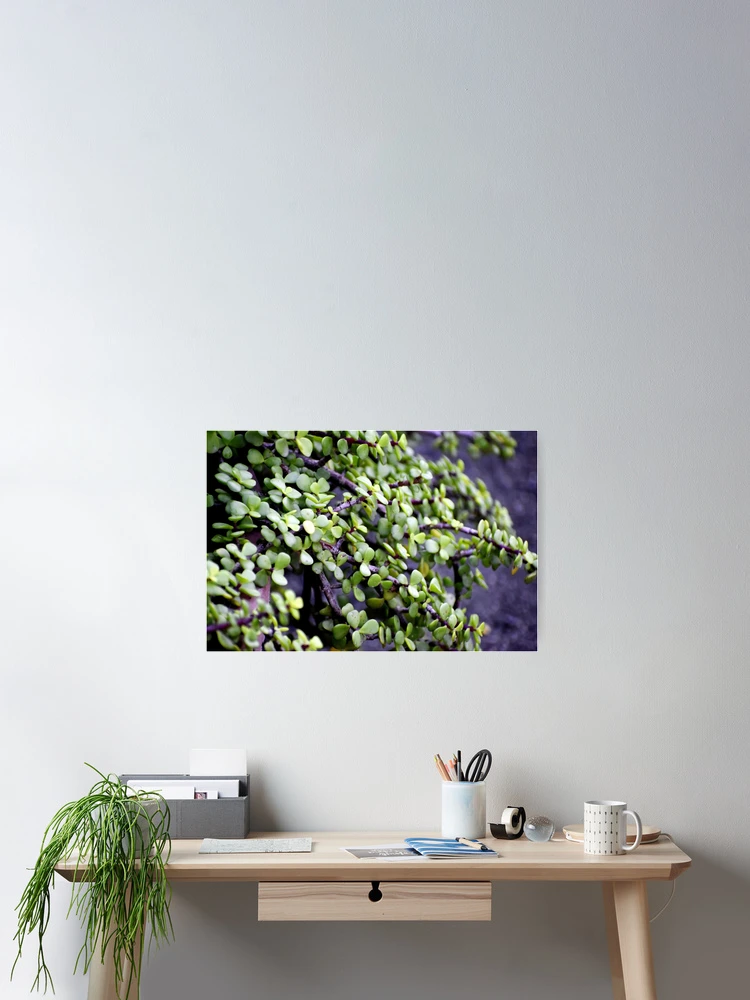 Imagen 2 de 3, Póster con la obra Snap of beautiful decorative Plant, diseñada y vendida por Rav33822.