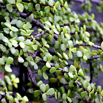 Imagen de la obra Snap of beautiful decorative Plant de Rav33822