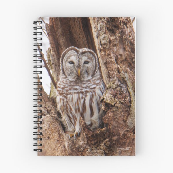 Item preview, Barred Owl  designed and sold by FlyingLilly.
