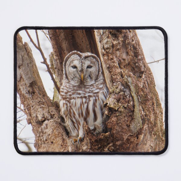 Item preview, Barred Owl designed and sold by FlyingLilly.