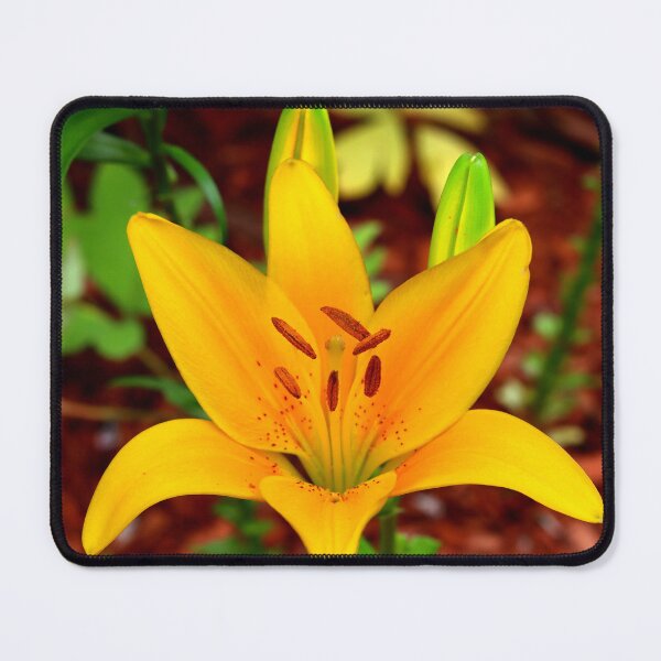 Item preview, Yellow Day Lily Closeup designed and sold by BostonArcImage.