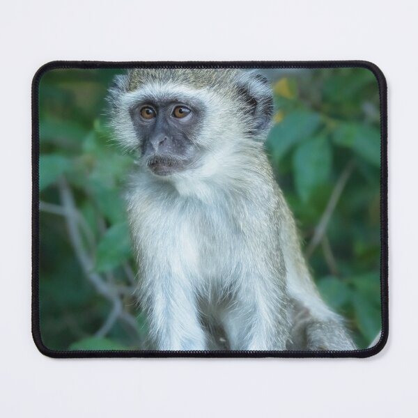 Item preview, Vervet Monkey Botswana Africa designed and sold by PhotoArt by Joan Carroll.