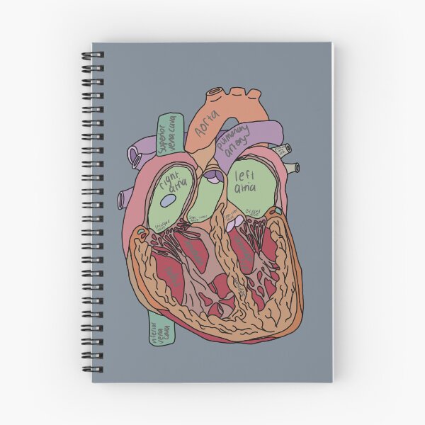 Item preview, Annotated heart anatomy biology doodle  designed and sold by Hannahhh-banana.