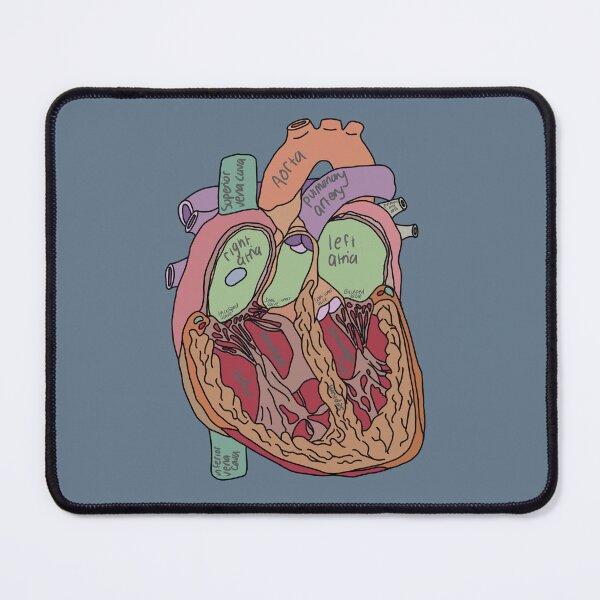 Item preview, Annotated heart anatomy biology doodle  designed and sold by Hannahhh-banana.