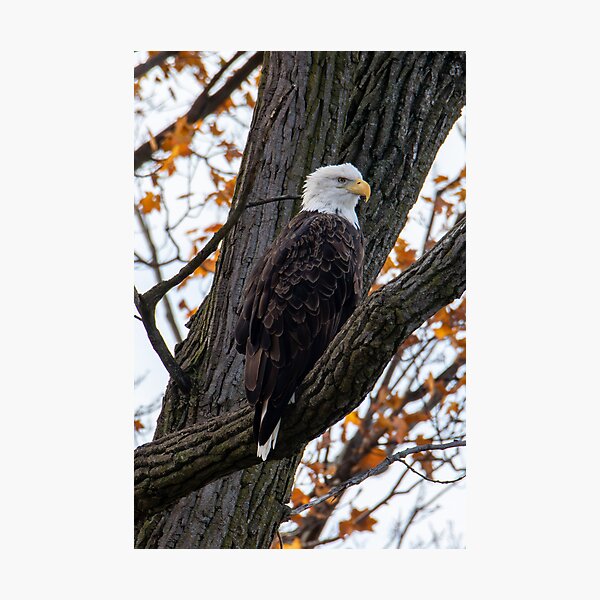 Artikelvorschau, Weißkopfseeadler in einem Baum entworfen und verkauft von FlyingLilly.