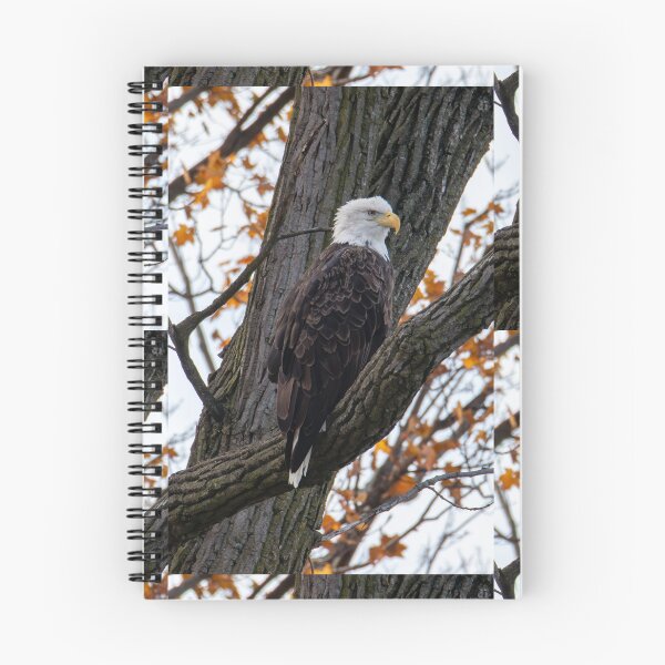 Item preview, bald eagle in a tree designed and sold by FlyingLilly.