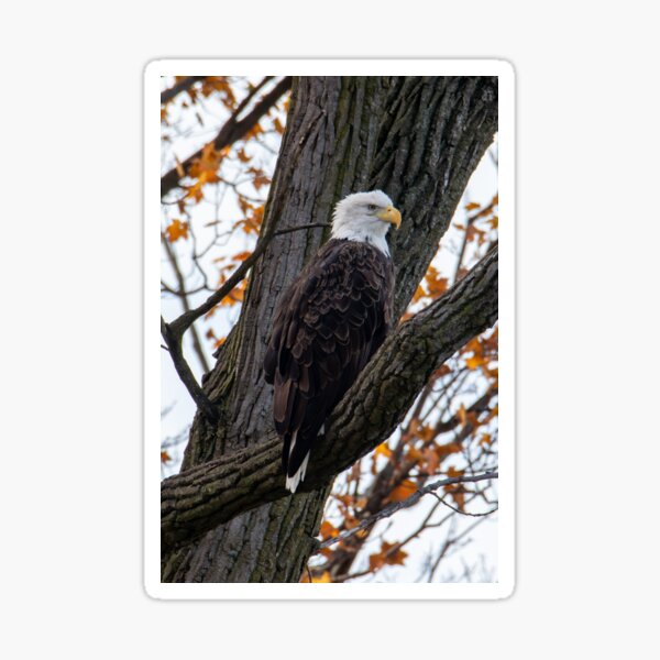 Item preview, bald eagle in a tree designed and sold by FlyingLilly.