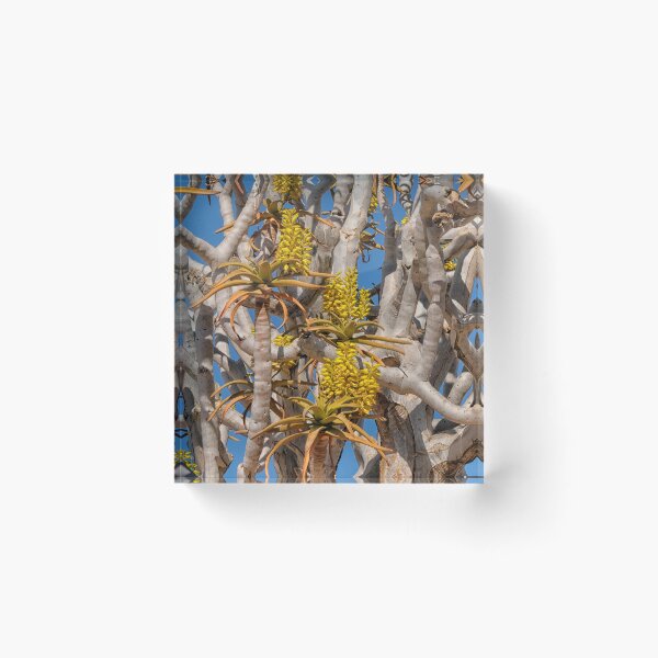 Item preview, Yellow flowers on quiver tree designed and sold by Photopat.