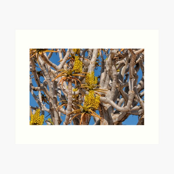 Item preview, Yellow flowers on quiver tree designed and sold by Photopat.