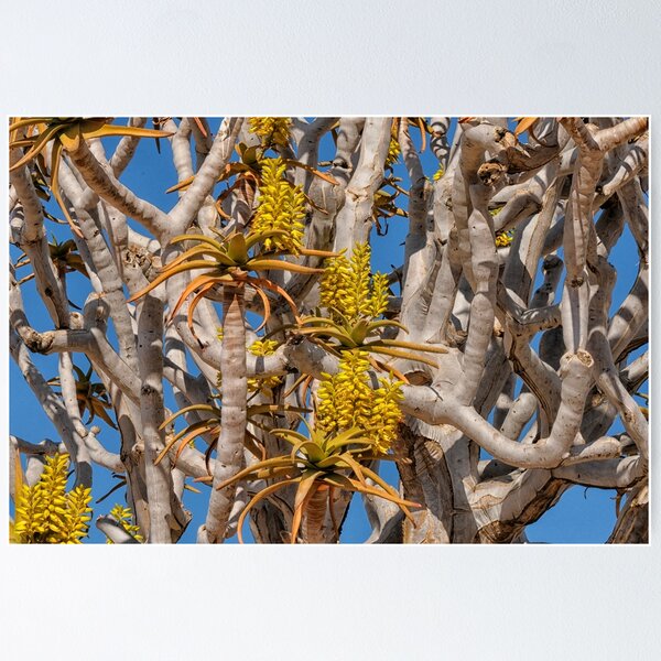 Item preview, Yellow flowers on quiver tree designed and sold by Photopat.