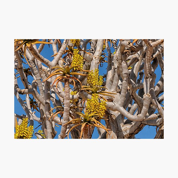 Item preview, Yellow flowers on quiver tree designed and sold by Photopat.