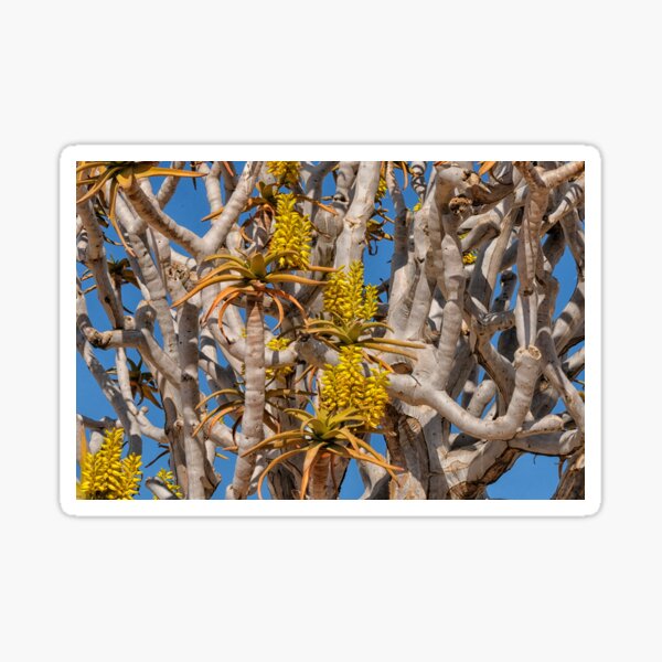 Item preview, Yellow flowers on quiver tree designed and sold by Photopat.